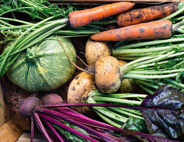 Tavanomaiset siemenet